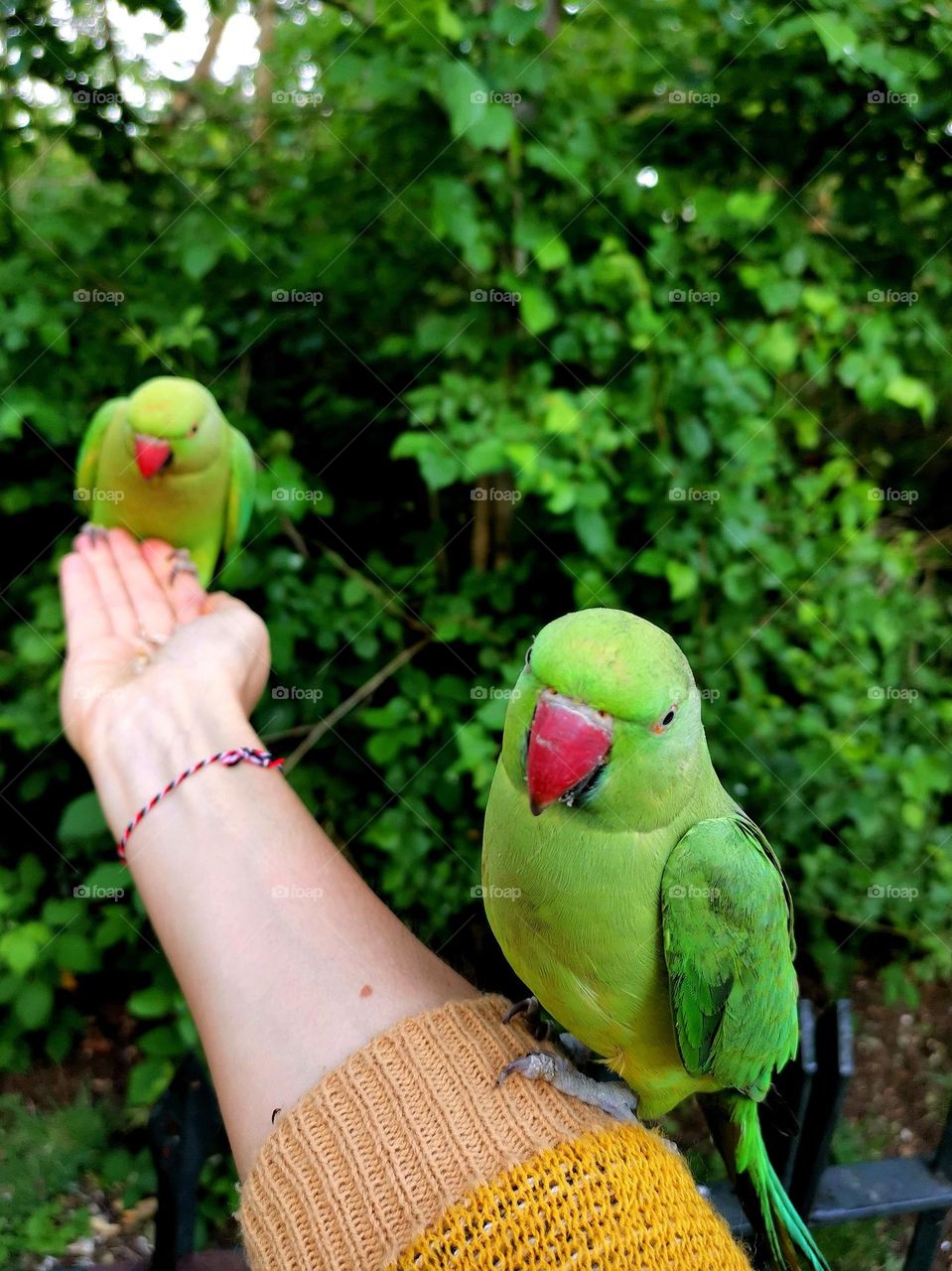 Urban nature. Wildlife. Two parrots in the park.