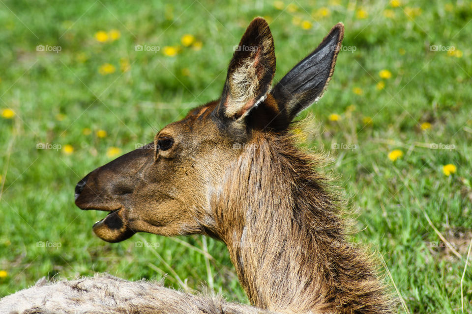 elk close up