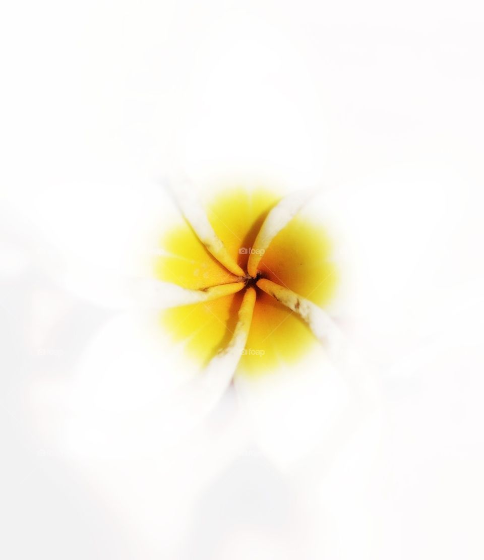 Flower against white background