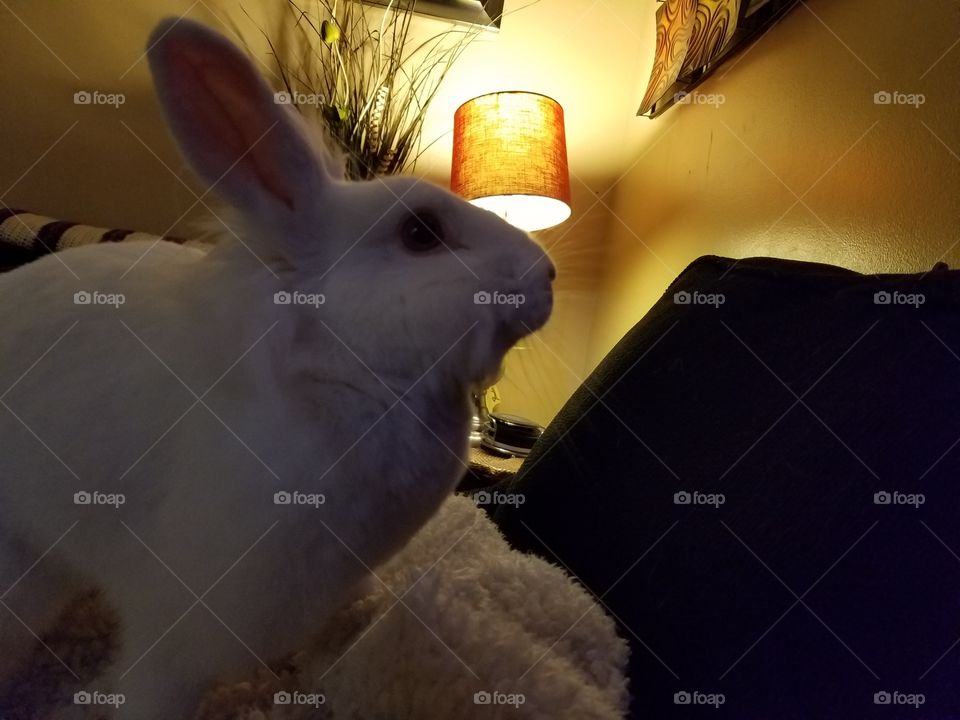 posing rabbit