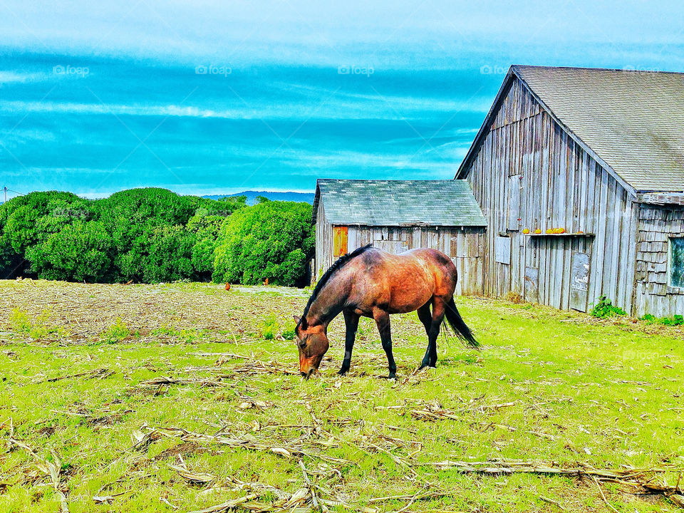 Horse grazing in pasture of small family farm with barn on California