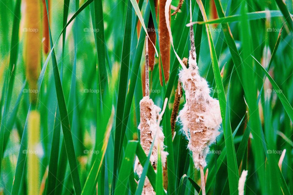 Cattails