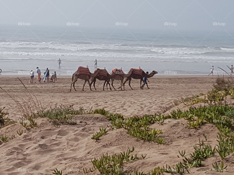 camel in the beach hotel nature land landscape