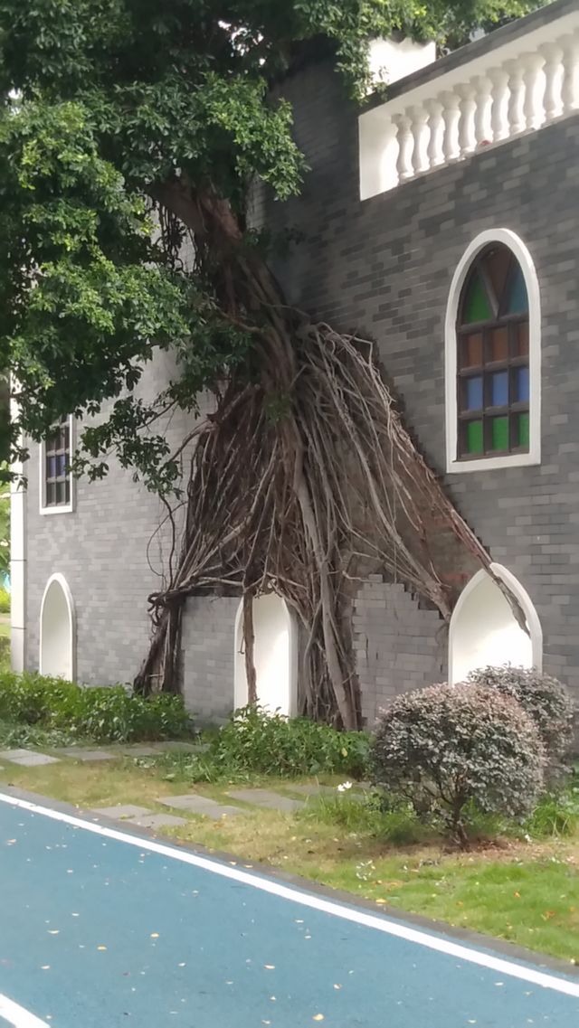 Ston Wall Tree