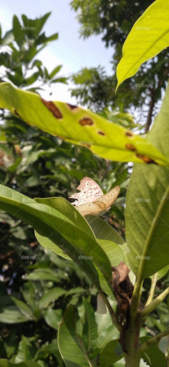 Beautiful butterfly behind the green mango leaves.