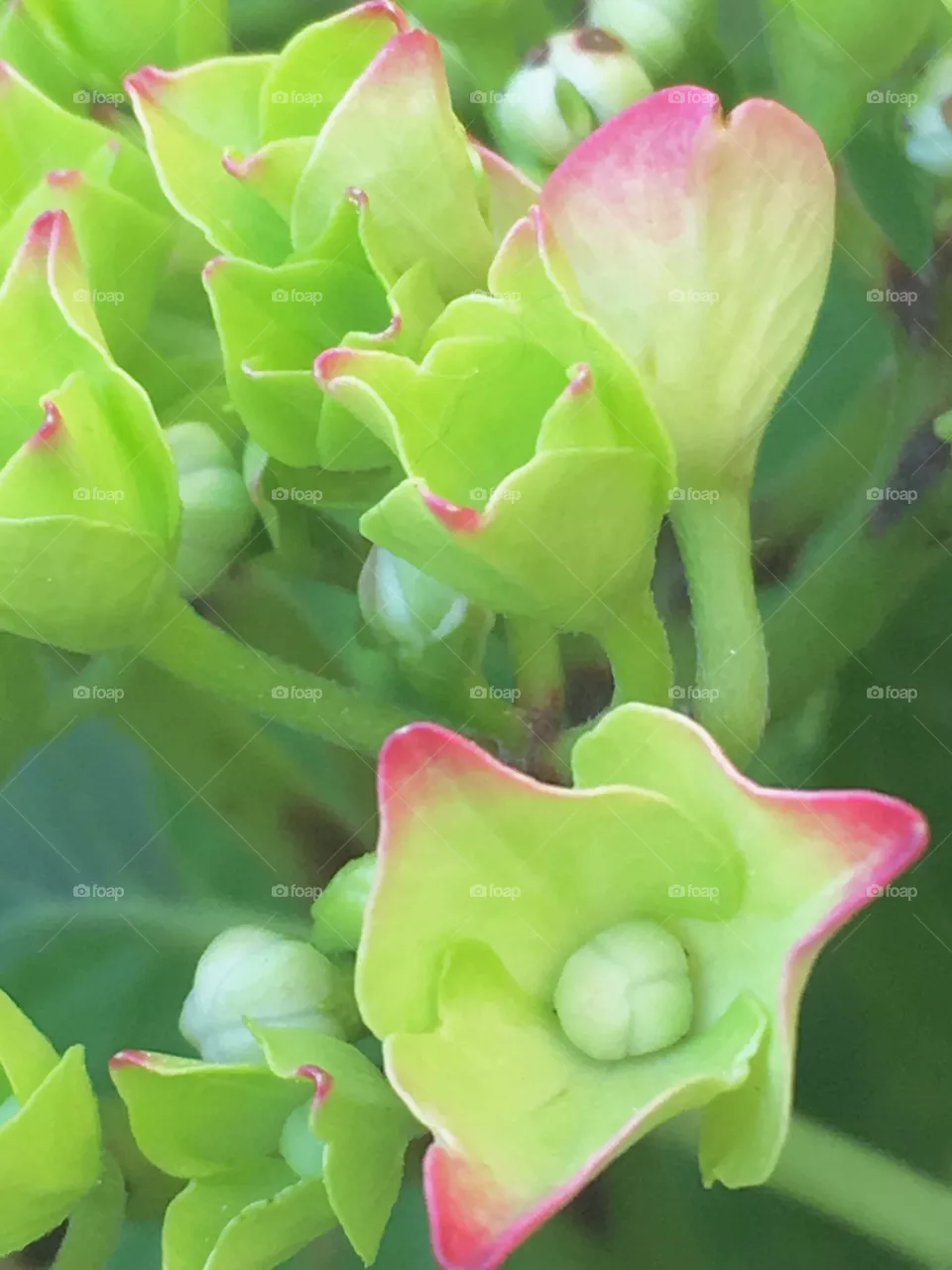 Fiori 