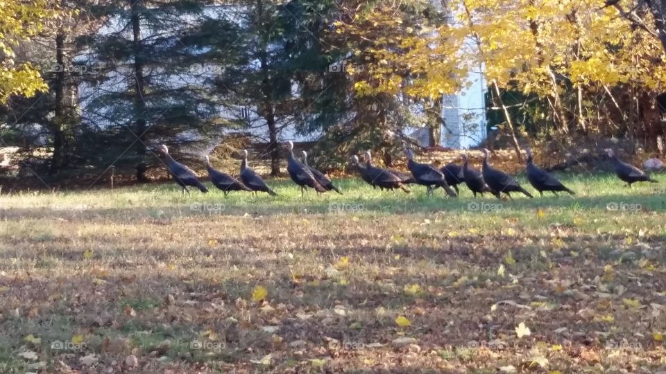 turkey strutting