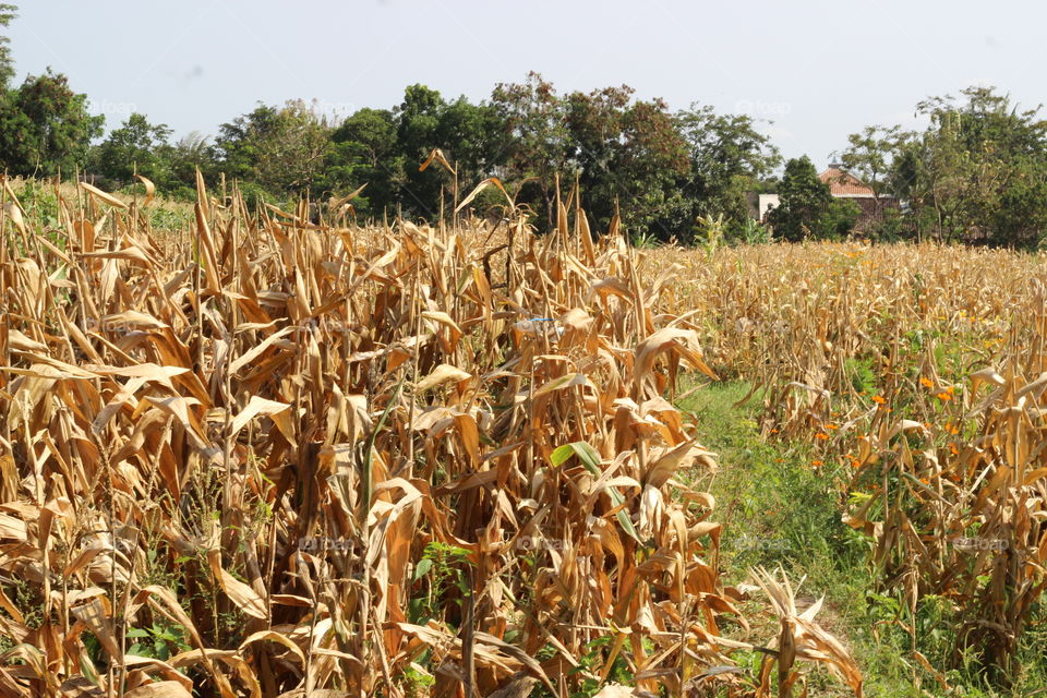 Rice harvest