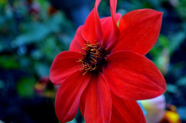 Close-up of red flower