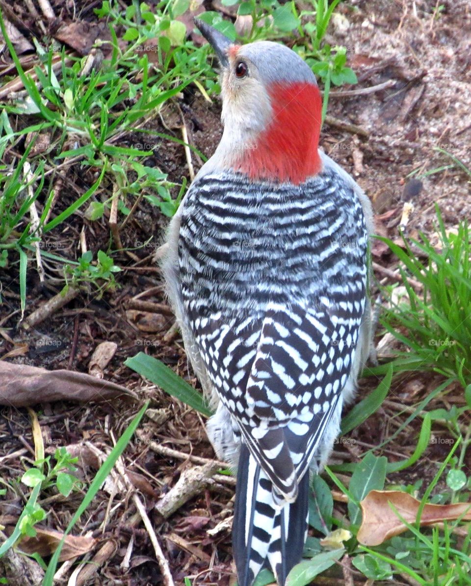 Red Bellied Woodpecker foraging on the ground