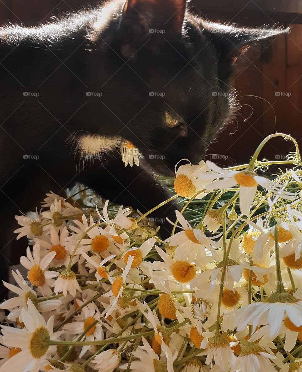 aesthetic photo of a cat sniffing a bouquet of autumn flowers