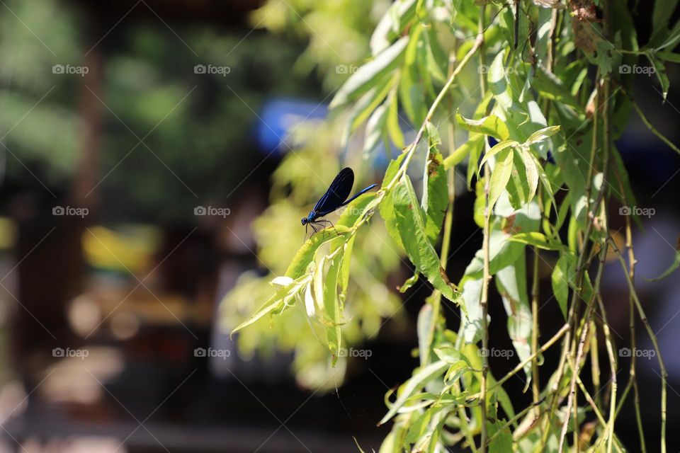 insect on a leaf