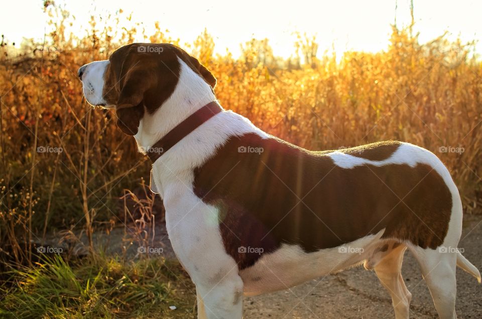 Side view of a dog
