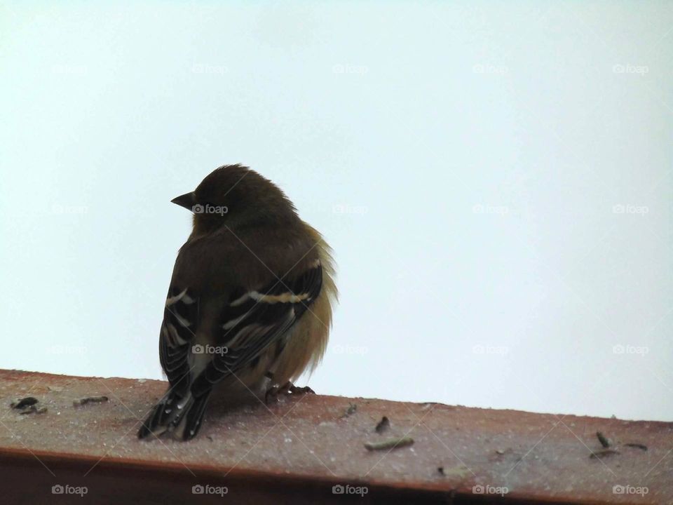 Tiny fluffy bird. 