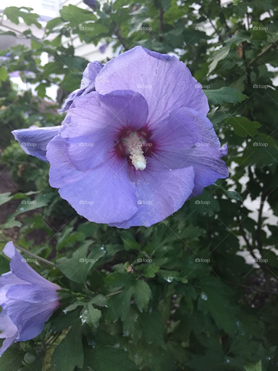 Rose of Sharon in pretty purple color