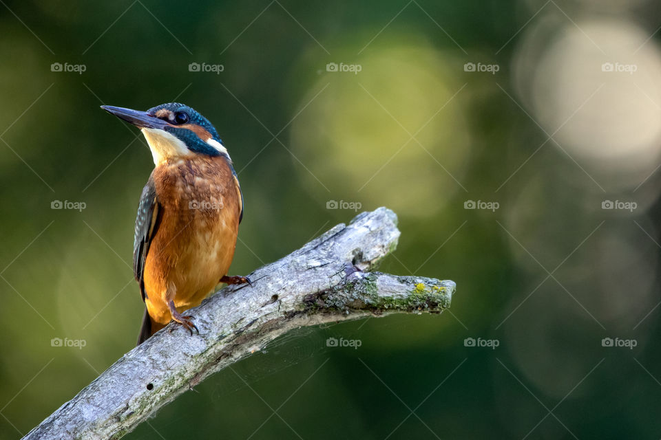 Kingfisher (Alcedo atthis).