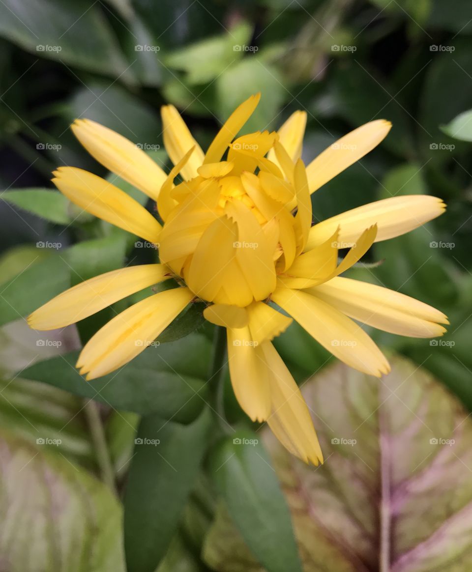 Yellow Flower, yellow, flower, bloom, stem, petals, leaves, garden, indoor, indoor garden, aquaponics, green, light, growing, pretty, fragile, beautiful, nature, inside, one, calendula, herb