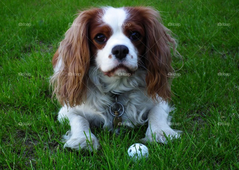 Cavalier King Charles Spaniel #1. Dog playing on the grass with a ball