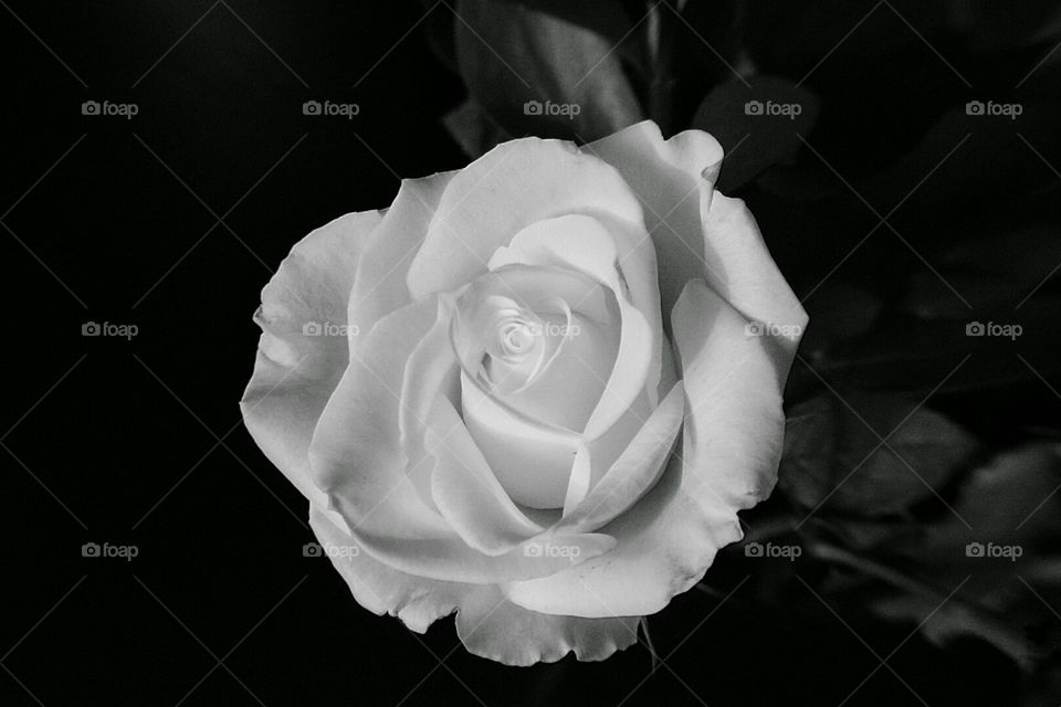 White Rose