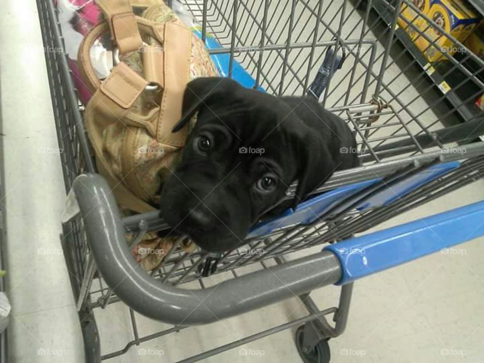 Puppy riding in cart!