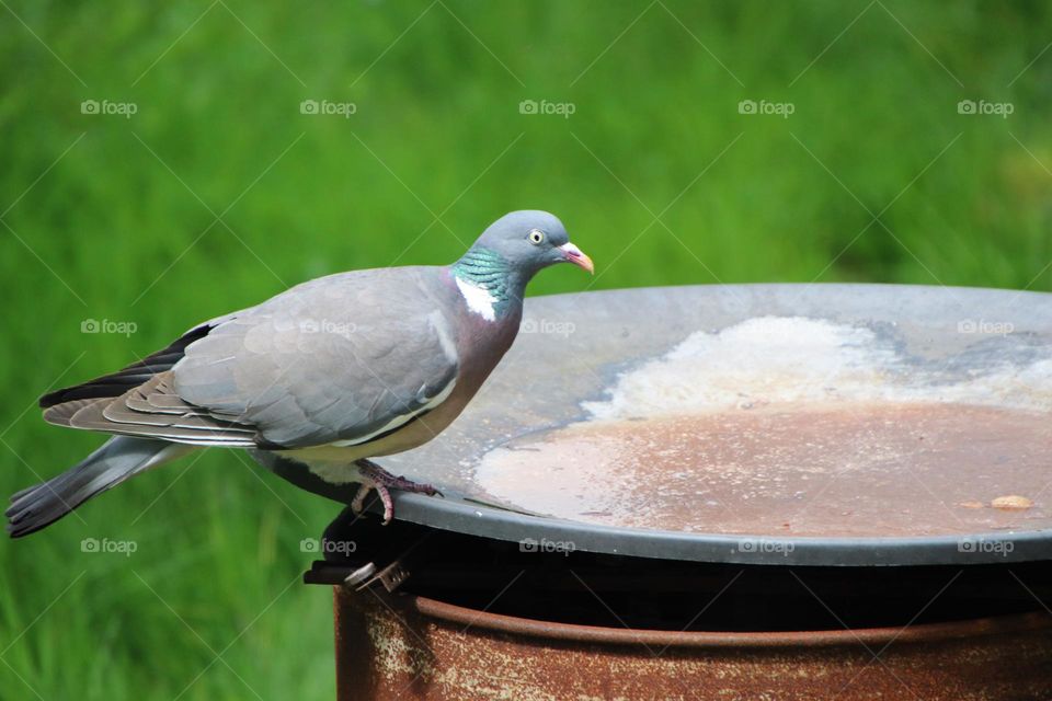 A wood pigeon sits on a barrel to drink water