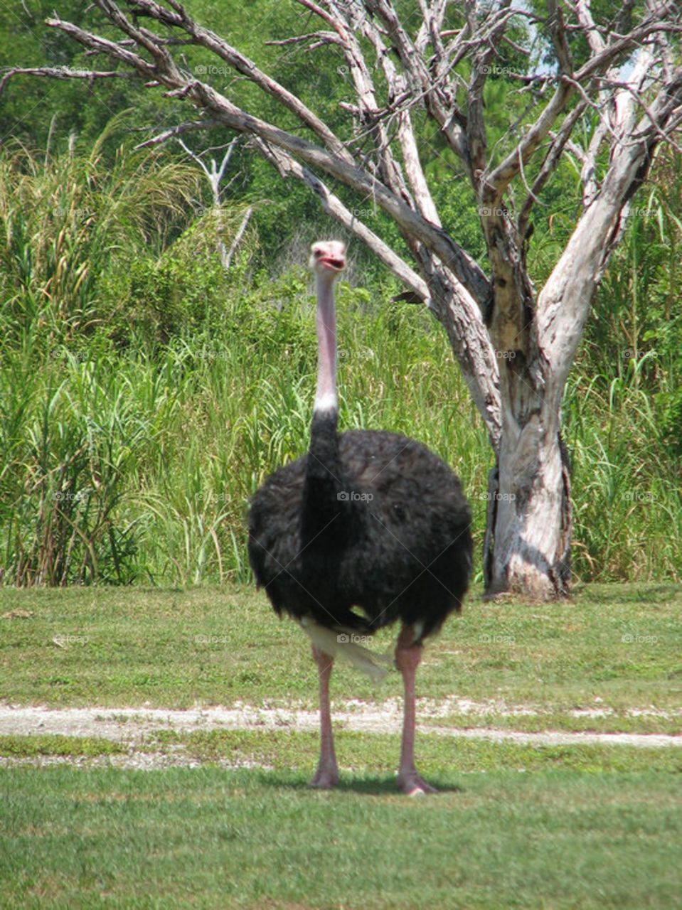 Ostrich in its unnatural environment.