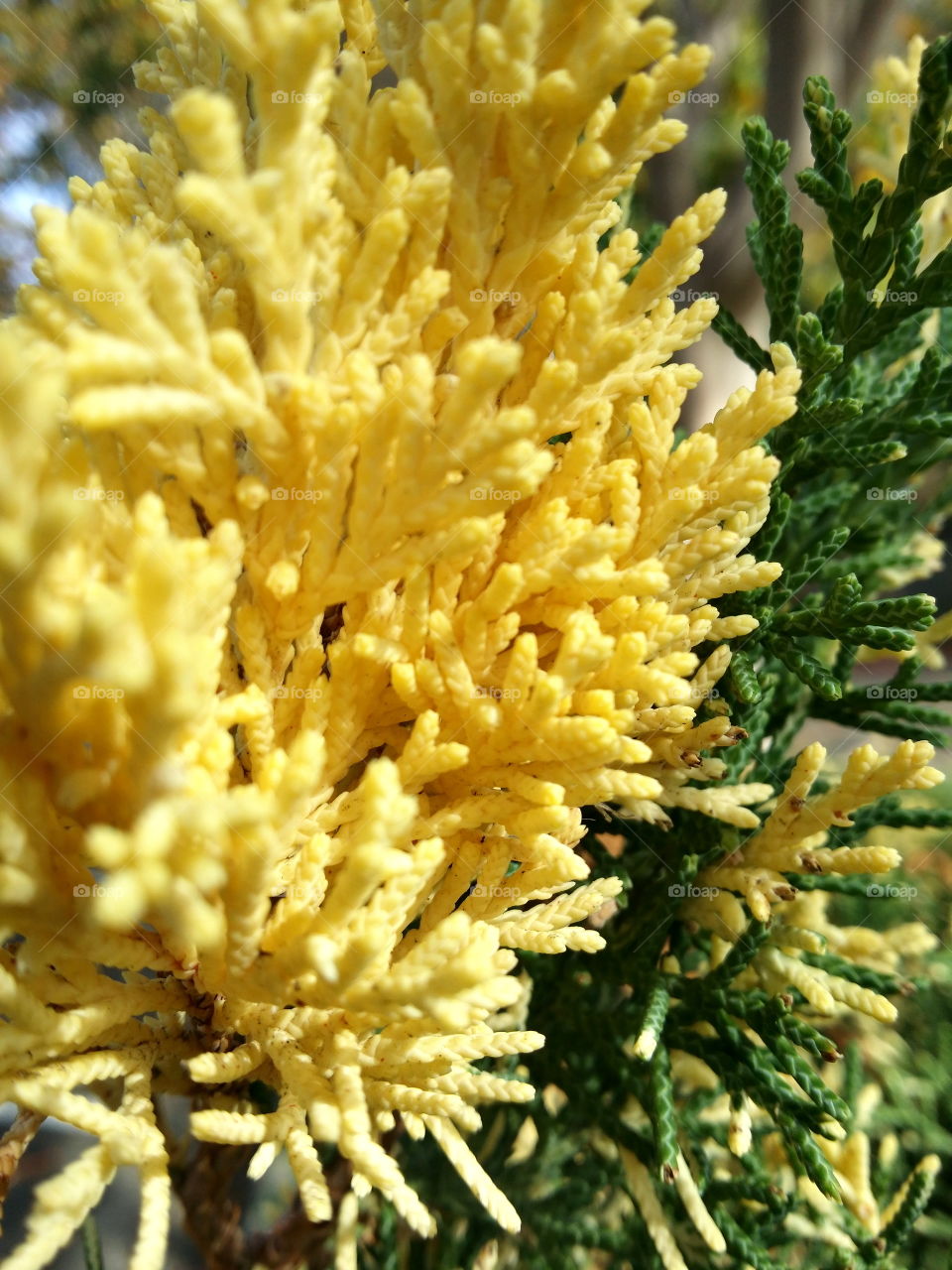 yellow leaves