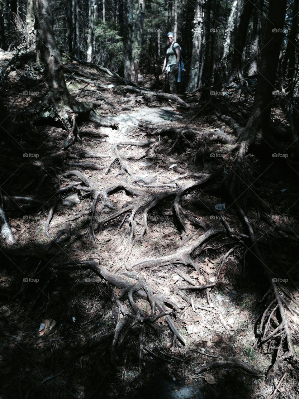 Wood, Tree, Nature, No Person, Landscape