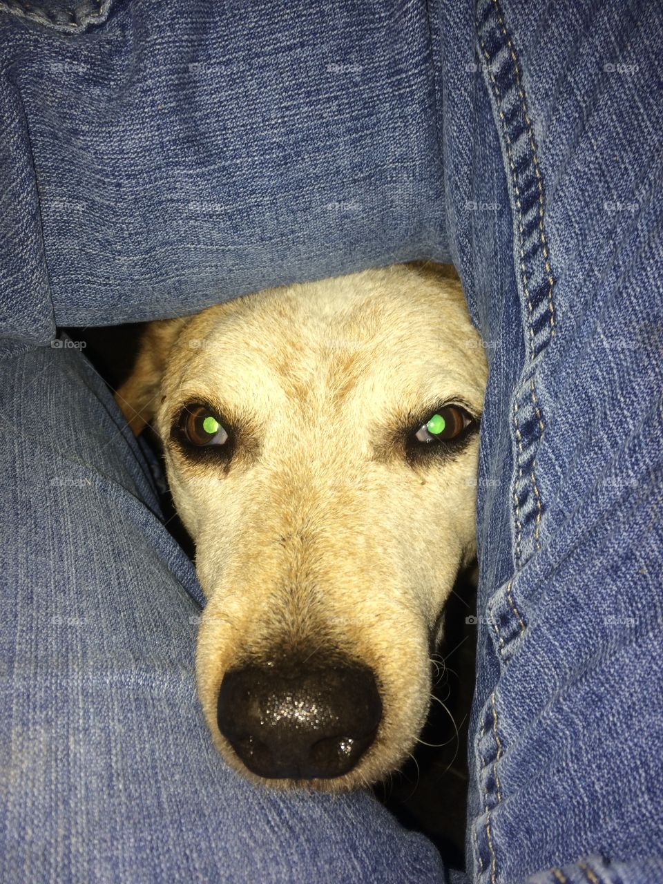 Old Red Healer aka Cowboy checking on me