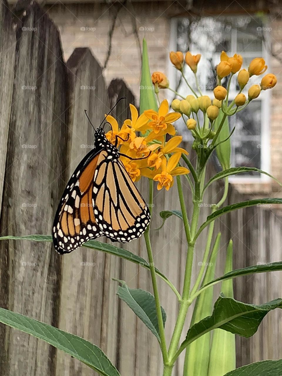 My Top Summer Snapshots - Beautiful monarch on milkweed plant. Monarch butterflies only lay eggs on milkweed and monarch caterpillars only feed on milkweed leaves. 