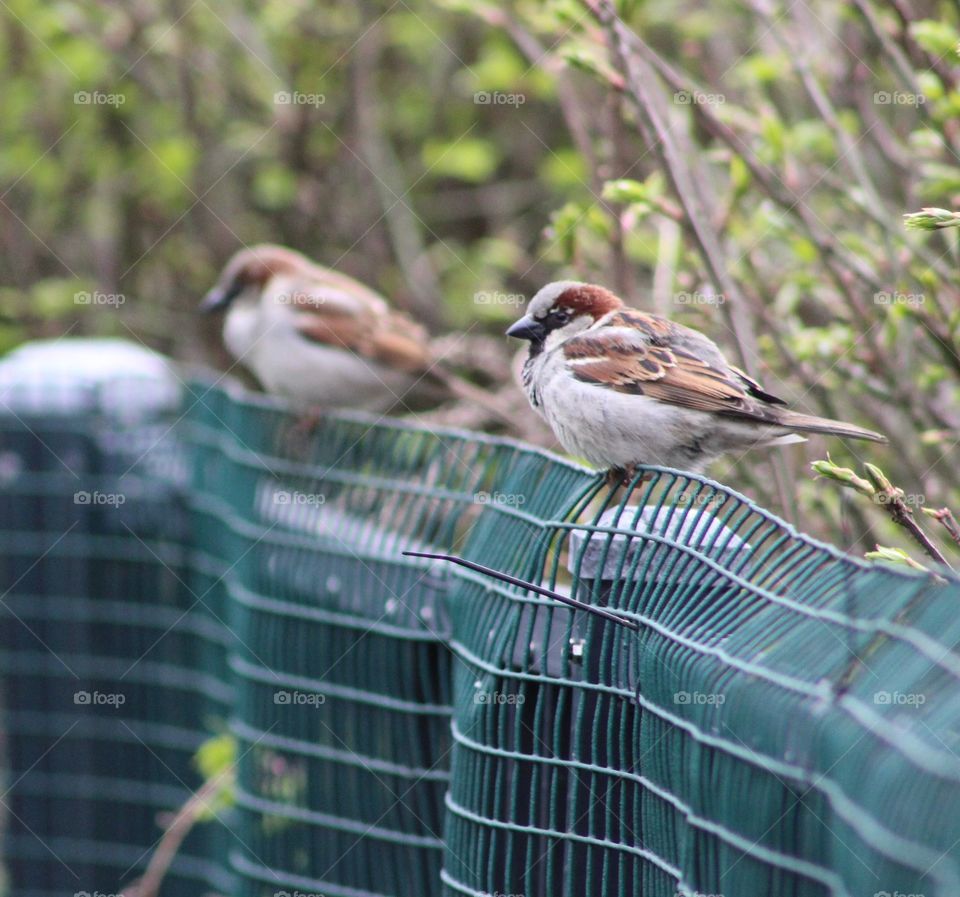 Two tree sparrows on fence in April 
