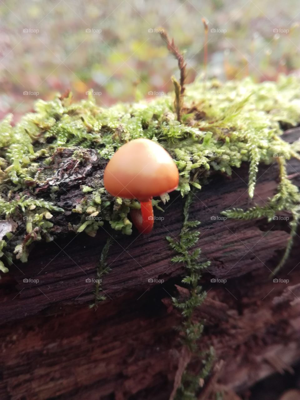 mushroom