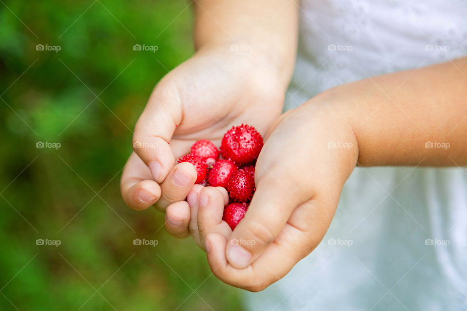 Hands holding fresh strawberries 