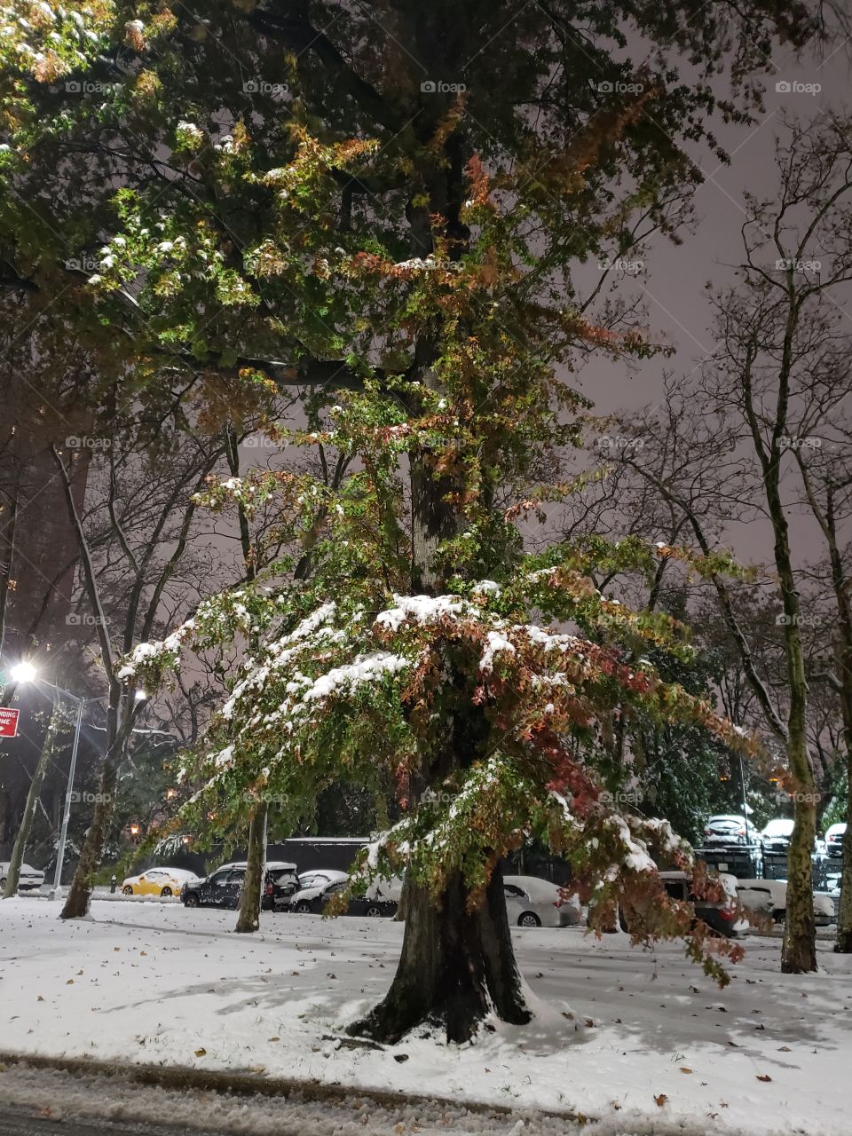 Confused tree in the snow!