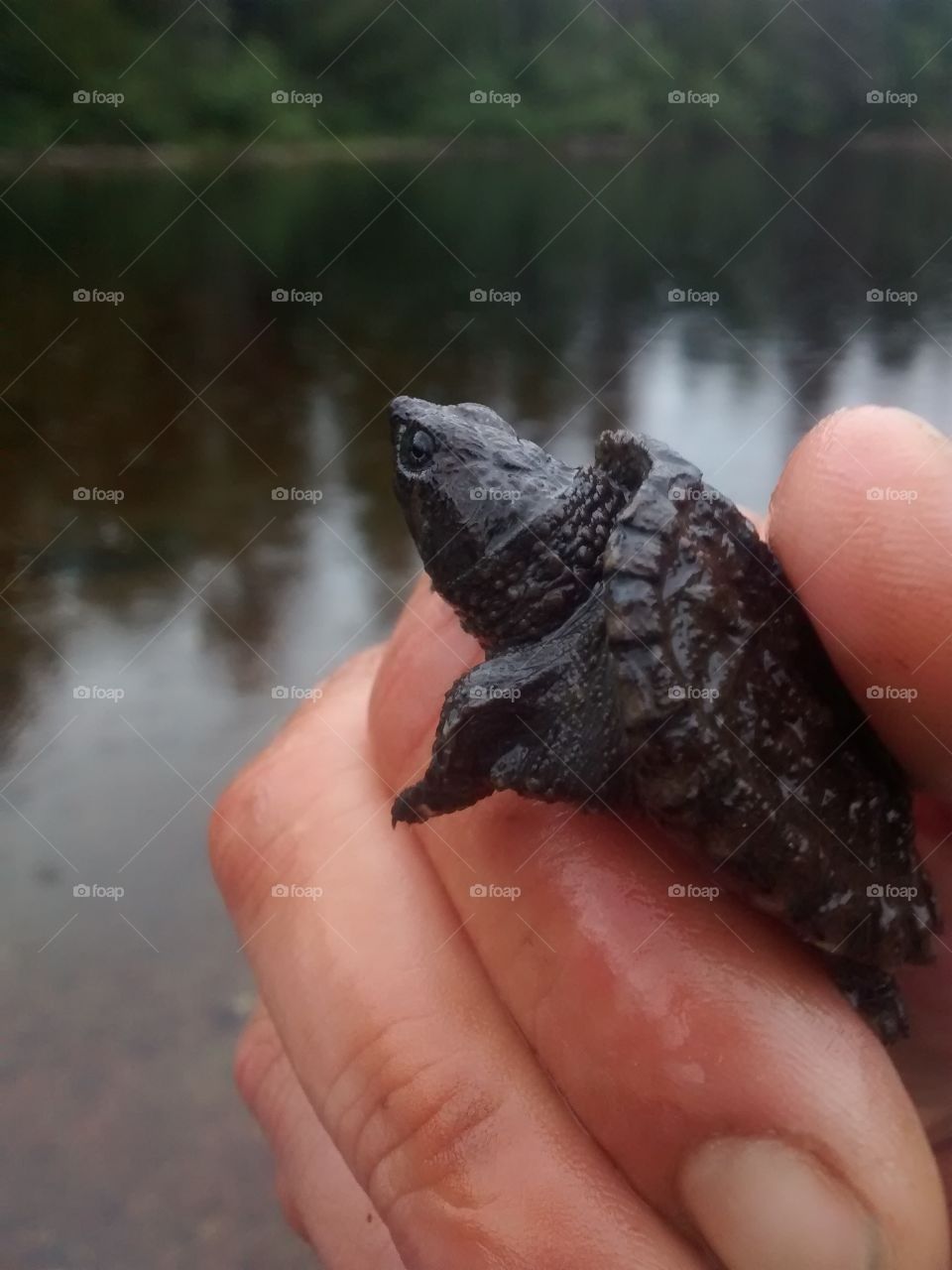 baby snapping turtle hatchling