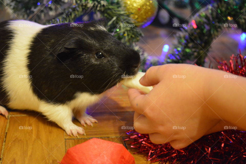 Guinea pig pet funny portrait and child Christmas time