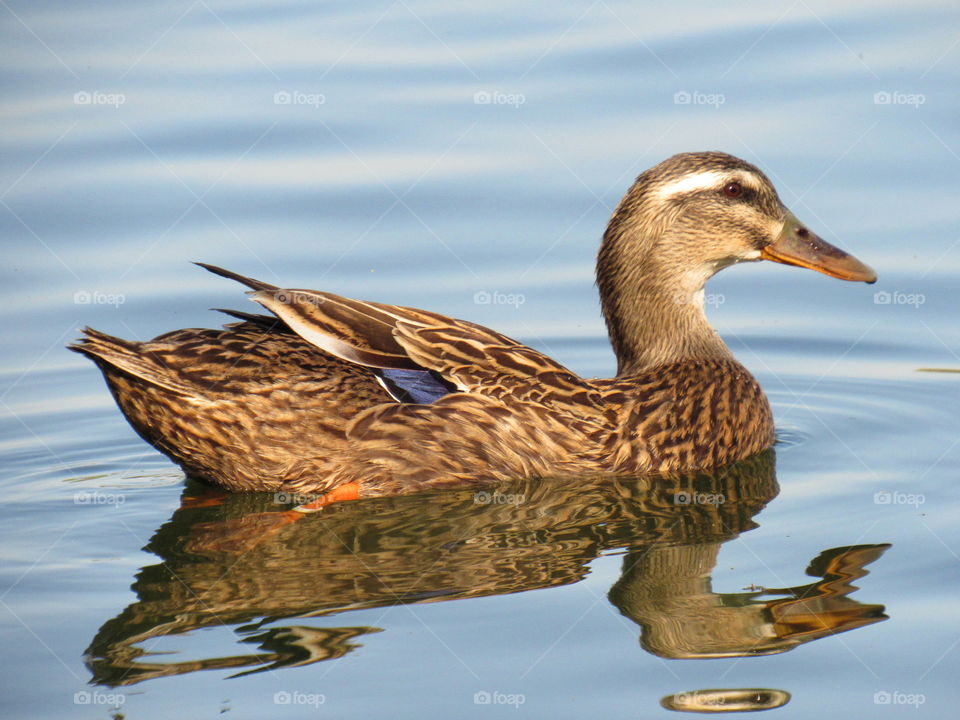 Duck swimming in lake