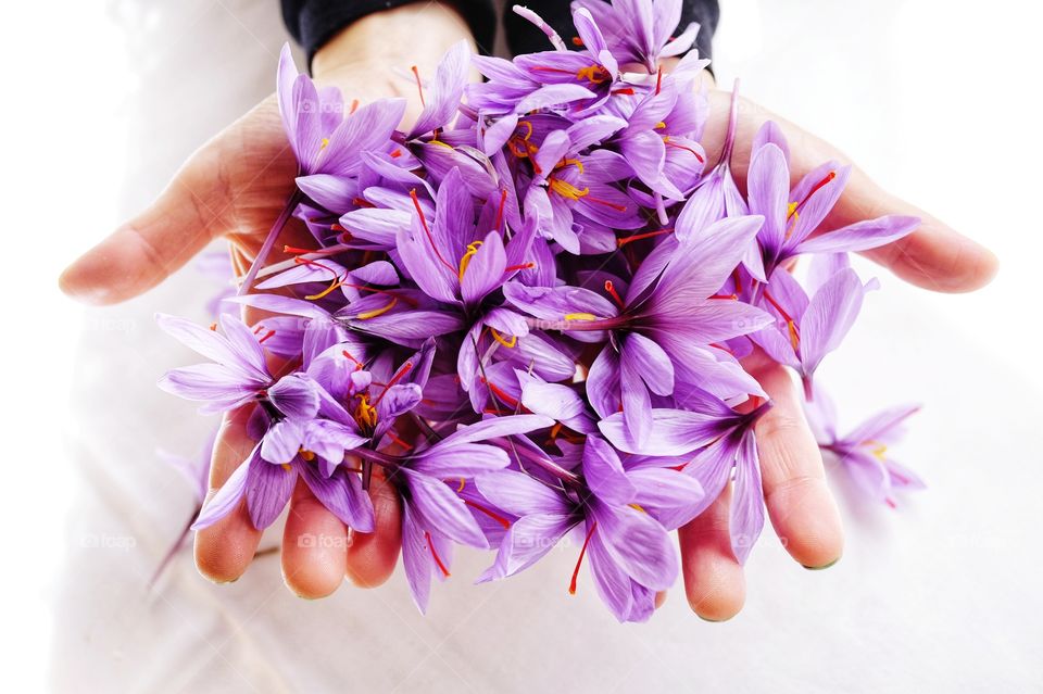 Saffron flowers in his hands