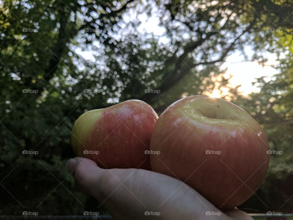 One apple a day, keeps the doctor away