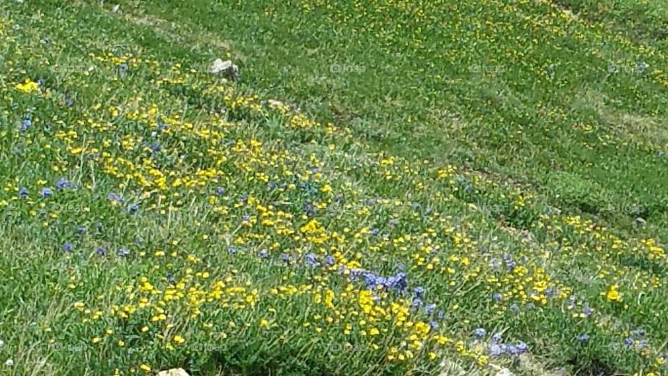 Field of wild flowers