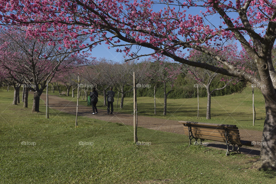 Flowering of the cherry trees