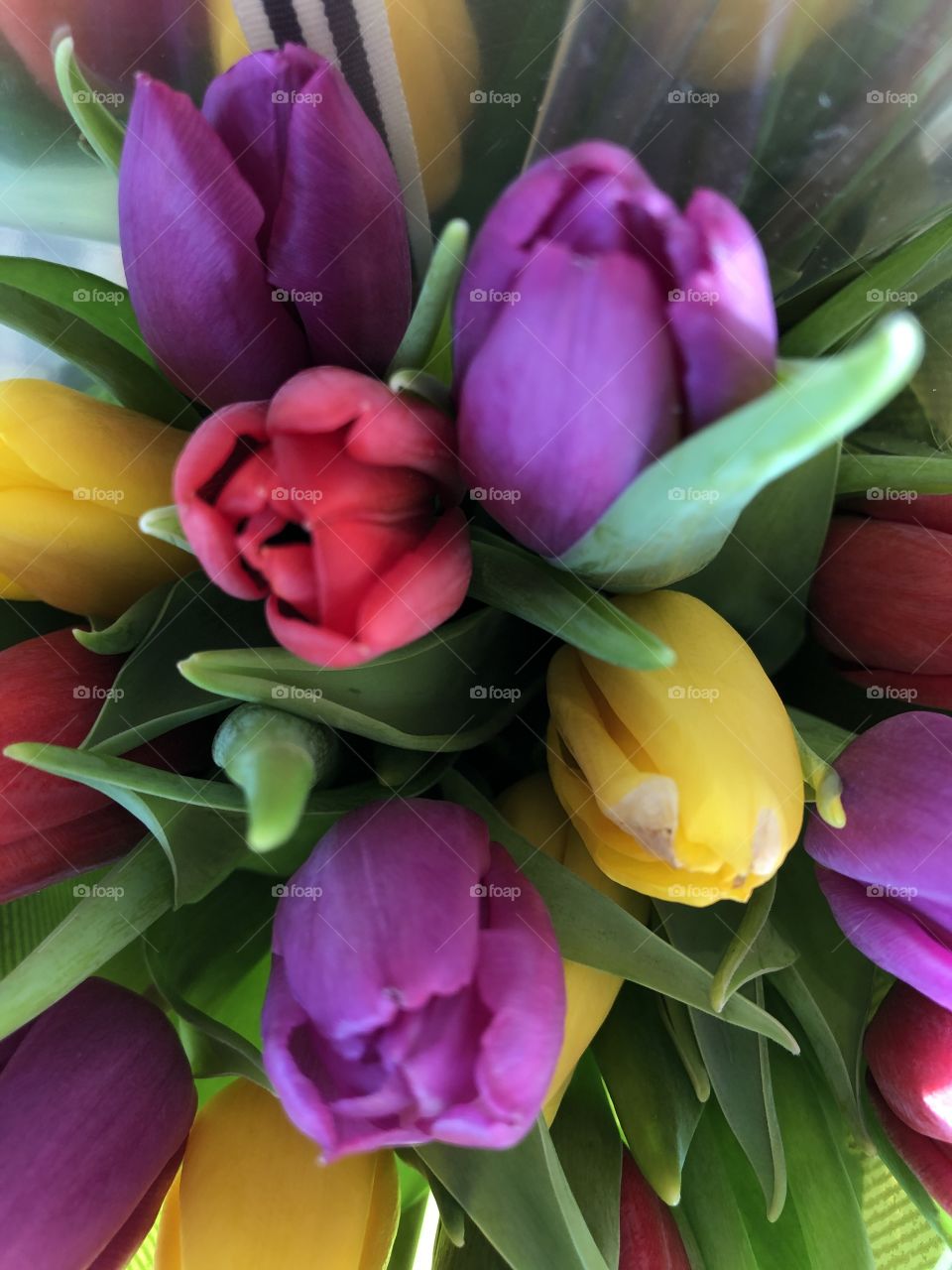 Some very lush tulips with beautifully splendid assorted radiant colors for us to enjoy.