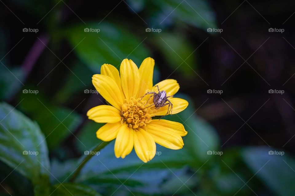 Beautiful flowers in bloom