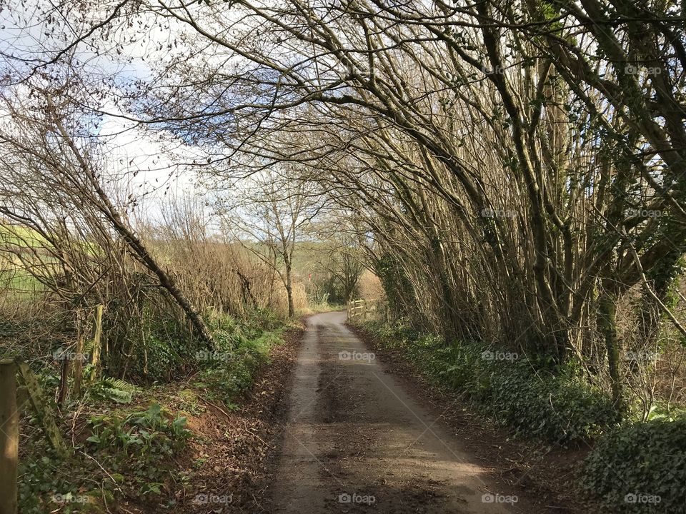 Winter waving, the new craze sweeping the Devon countryside haha, Well l think they look like they are saying hello.