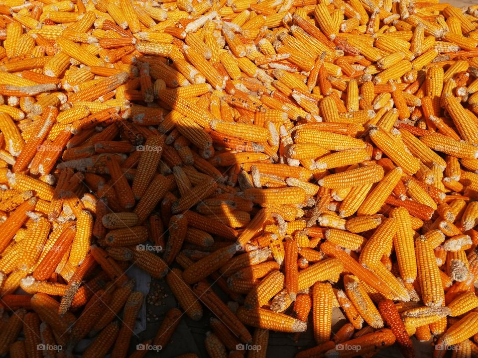 Shadow of a person on heap of maize corn.