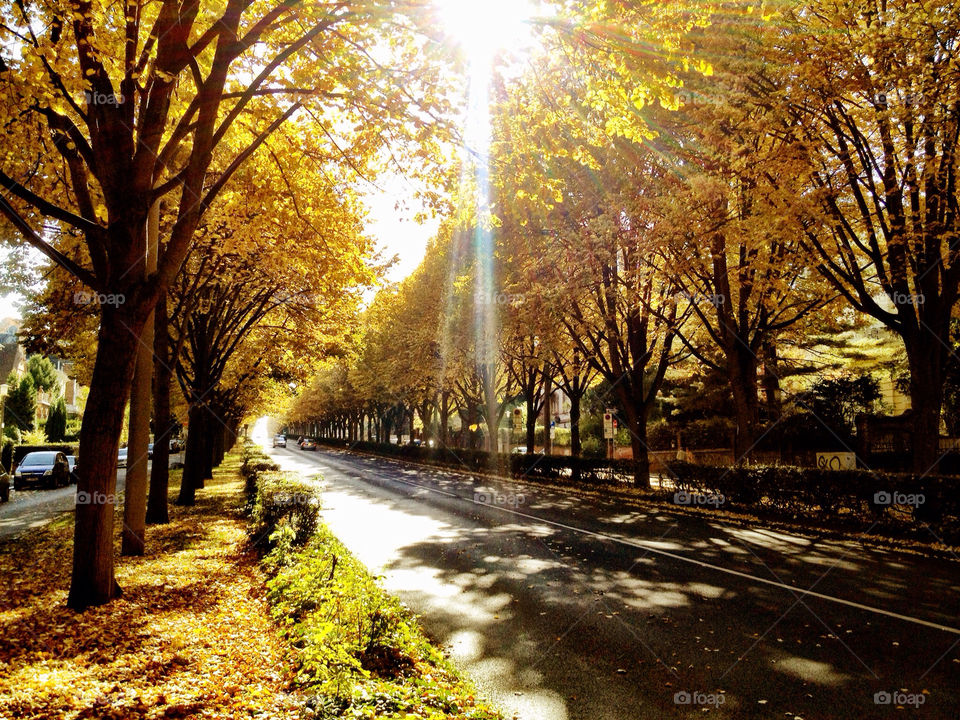 wiesbaden road fall autumn by dferriot