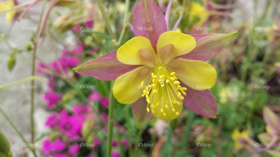 Close-up of a yellow flower