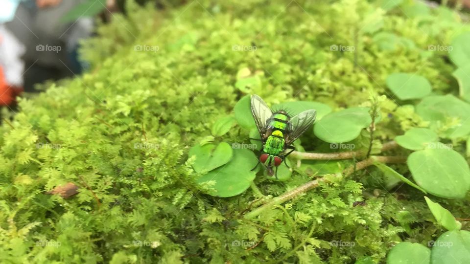 Amazon fly. Green moss and insect. 