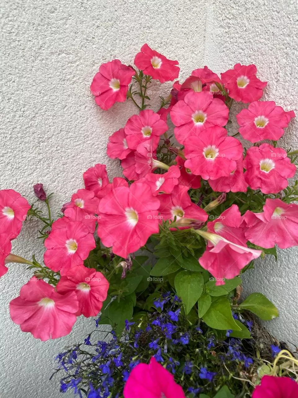 Petunia flowers