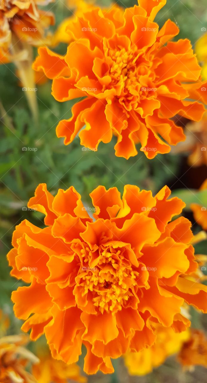 Orange flowers